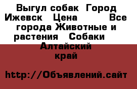 Выгул собак. Город Ижевск › Цена ­ 150 - Все города Животные и растения » Собаки   . Алтайский край